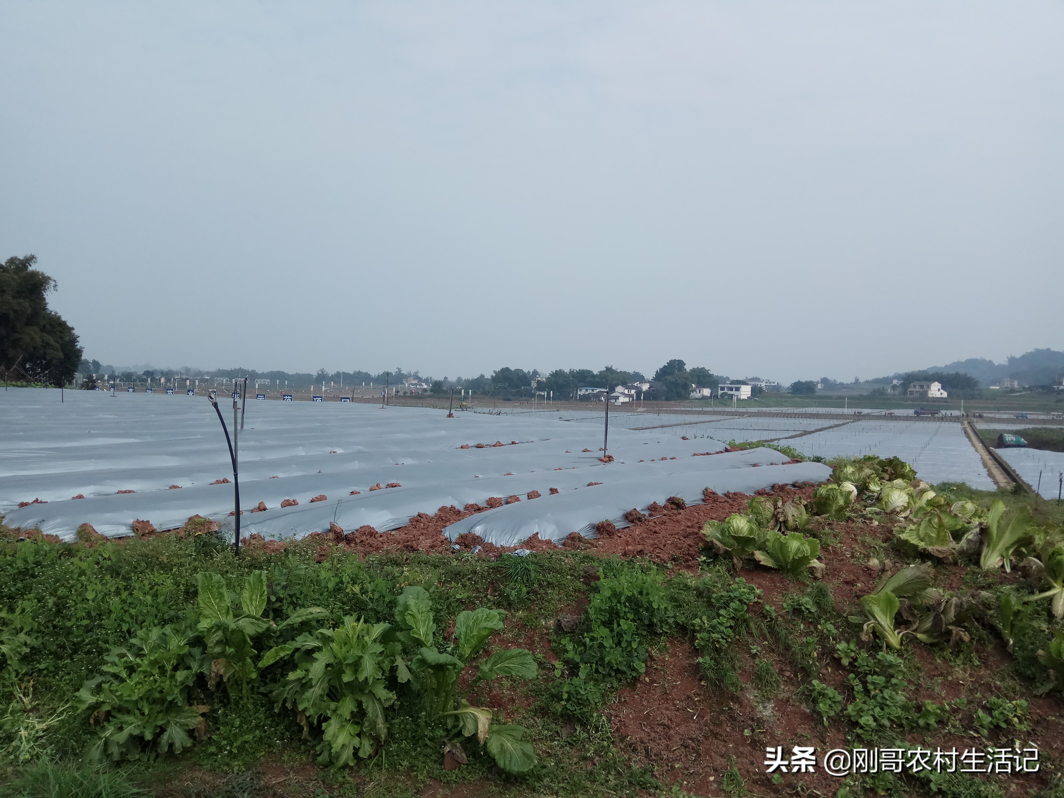 30岁小伙坚持农村创业,农村人辞职创业致富走上人生巅峰