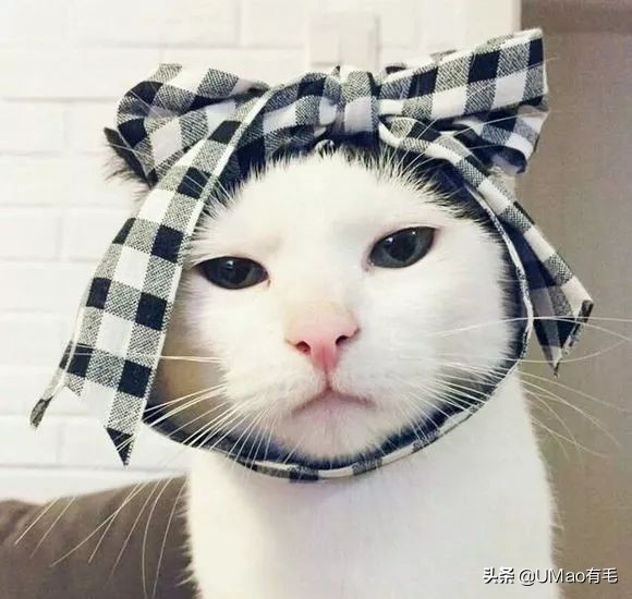 猫梳子去毛神器,去猫毛神器哪个最好