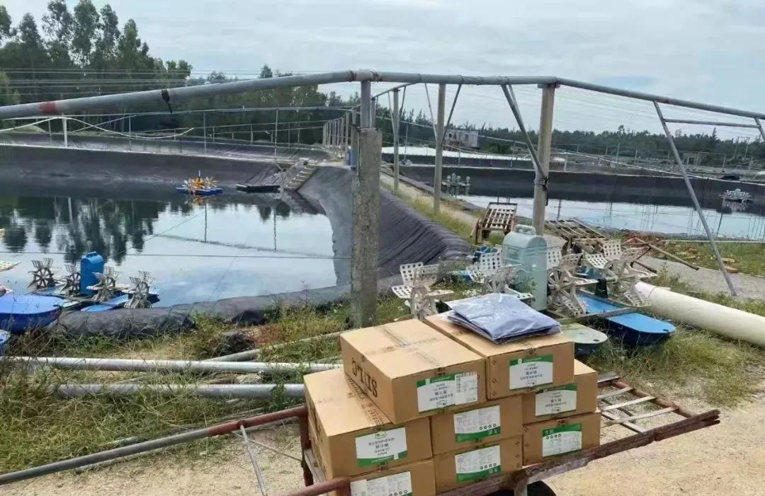 冬棚南美白对虾养殖如何补菌的,南美白对虾养殖怎么喂料