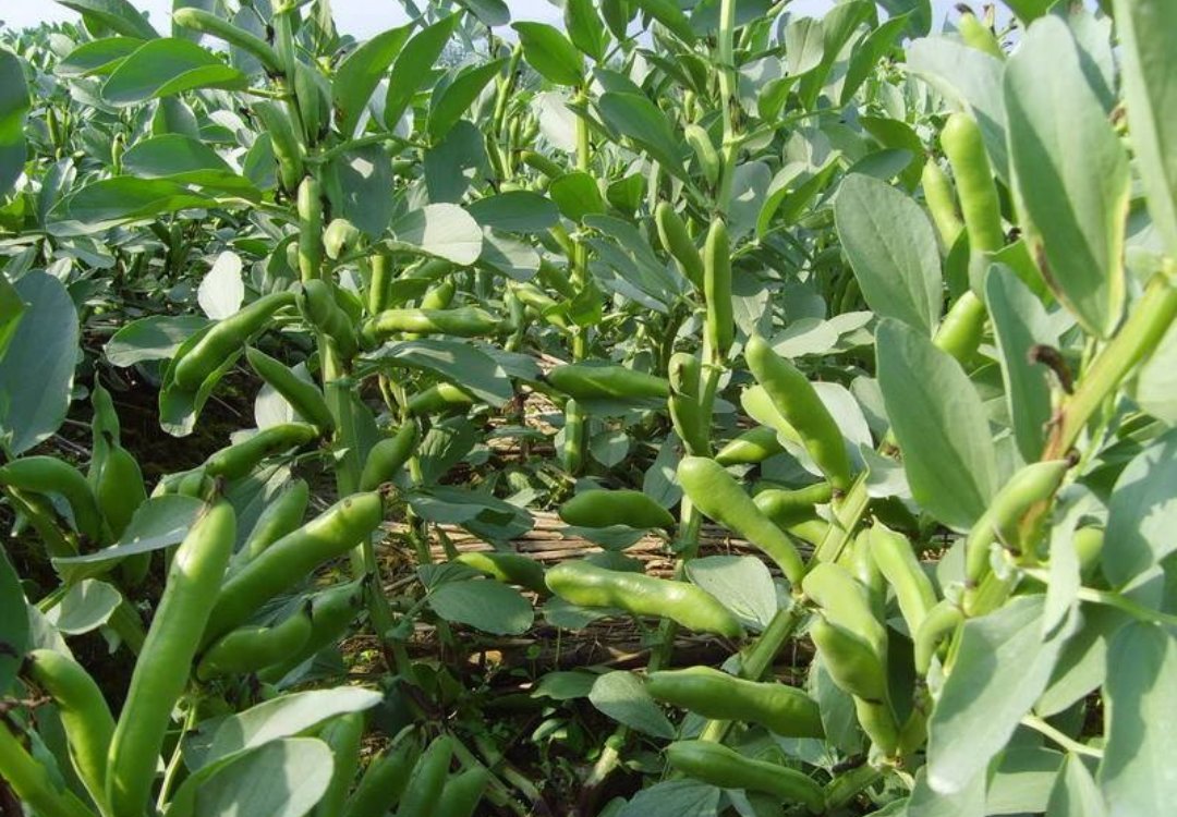 不压车,运费高,4月拉这种蔬菜,老司机赚的盆满钵满!