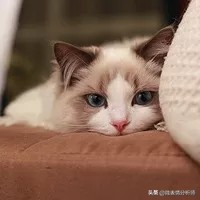 怎么从头像中看出一个人性格,从头像了解一个人的性格