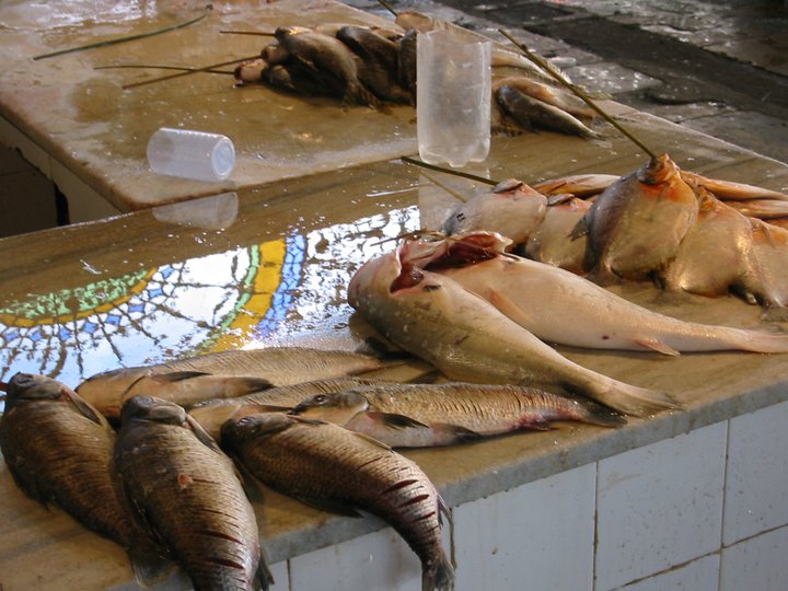 盘点钓鱼中钓出很奇葩鱼,盘点钓鱼钓出稀奇古怪的东西