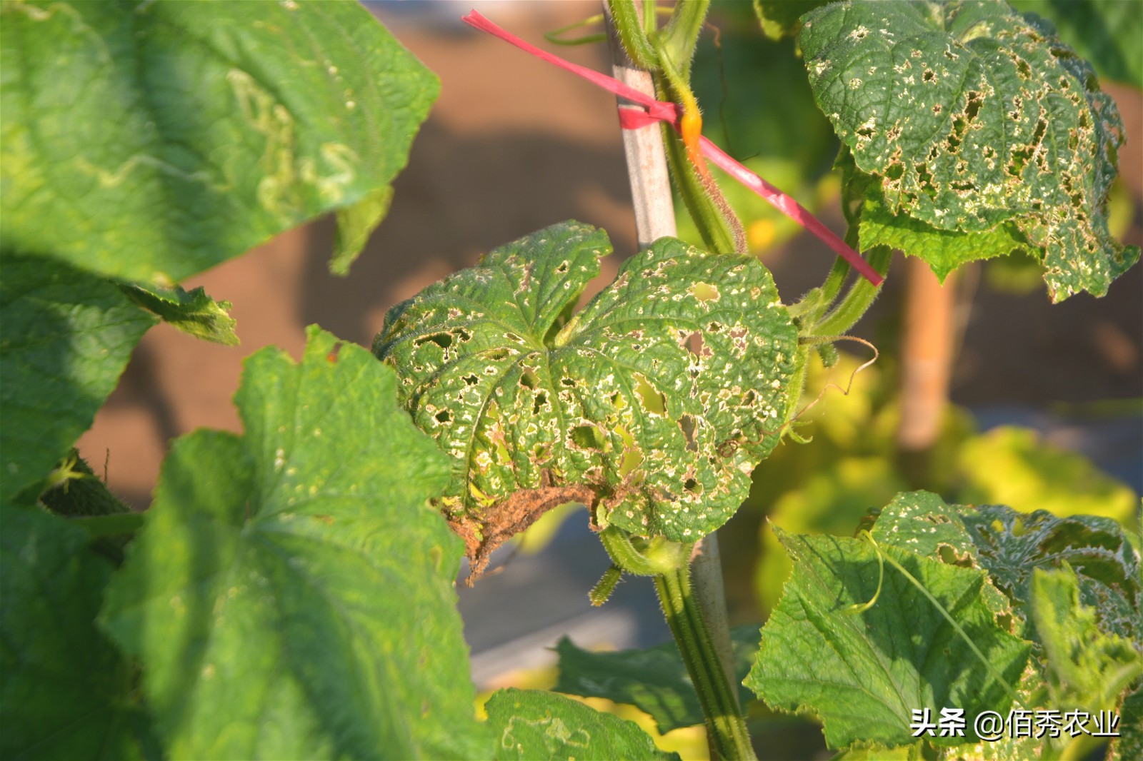 七星瓢虫是害虫吗吃庄稼吗,怎么防治瓢虫最有效