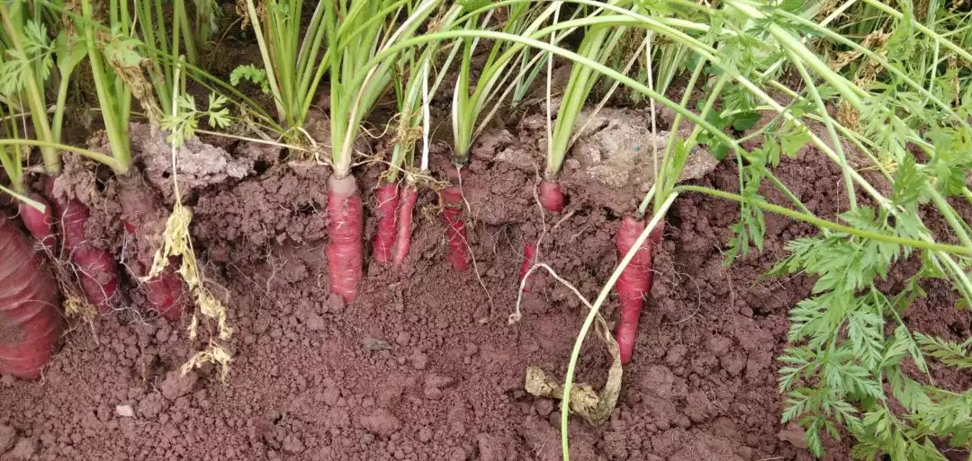 花青素甜脆萝卜,维c含量高的野果