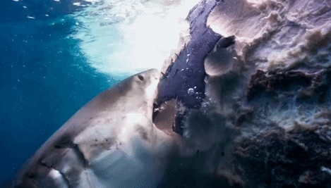 透明变异章鱼 (章鱼体内白色球状物是什么)