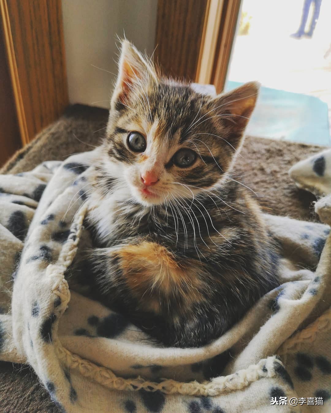 猫咪怀孕铲屎官要怎么办,怀孕期间猫咪要做哪些检查