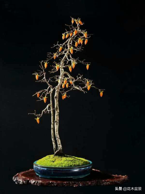 文人树盆景，宣泄一种情绪，吐露一种幽愤