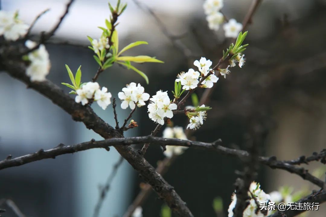 大理磻溪s弯网红打卡,大理洱海磻溪村s弯网红打卡地