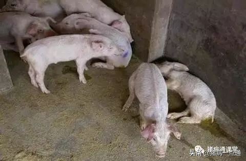 养猪技术猪奶水少怎么办,养猪人告诉你仔猪腹泻怎么办