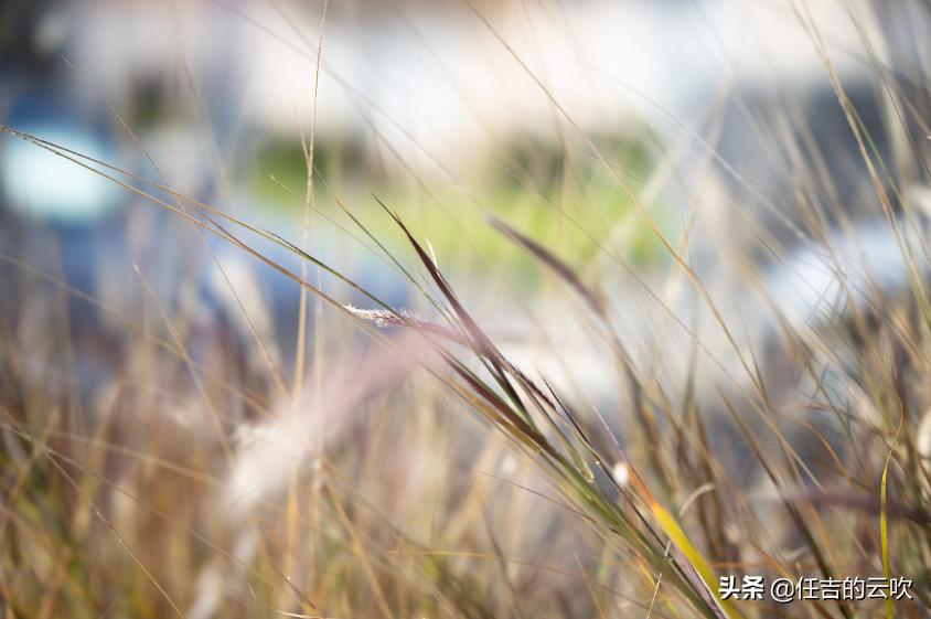 佳能rf85f1.2镜头值得买吗,佳能rf851.2与rf851.2ds测评