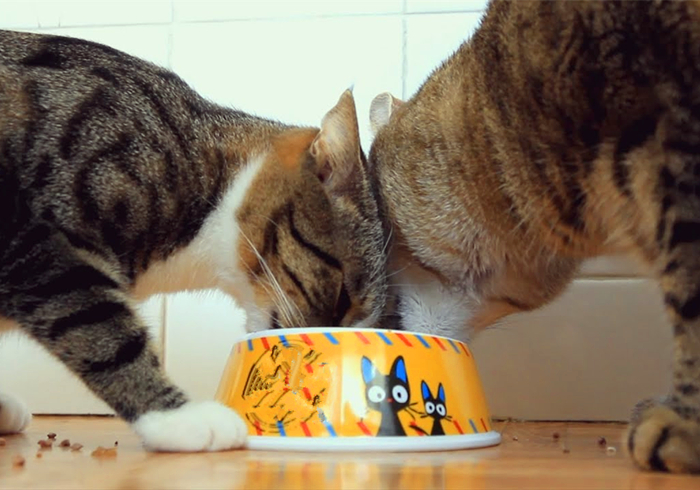 猫咪肾衰用降磷喂食法恢复正常后就是治愈?不,仍需持续控制