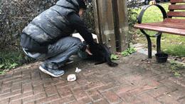 怎么抓小区流浪猫,这些方法来教你