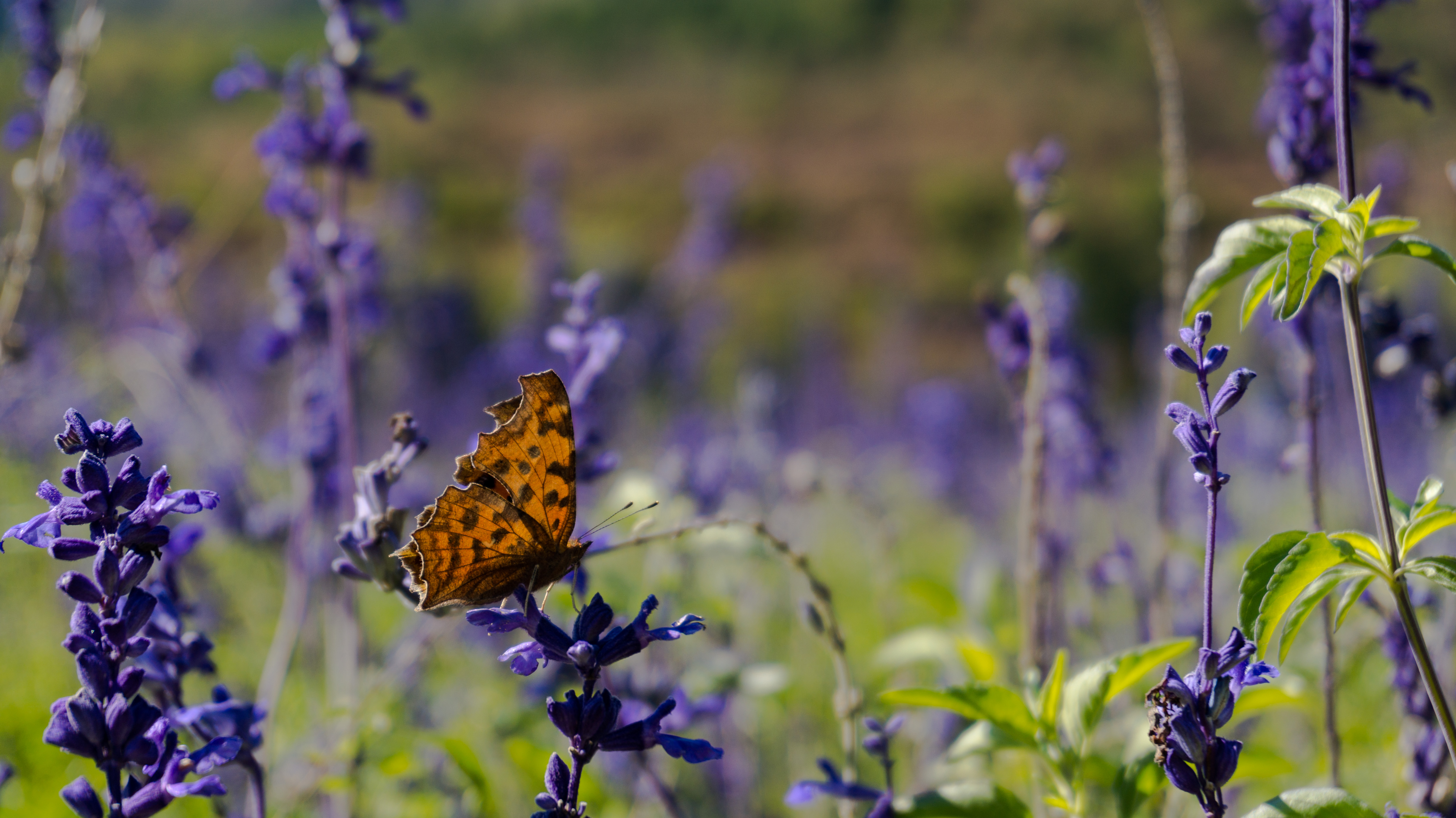 照片快速闪过教程,照片快速后期加日期水印