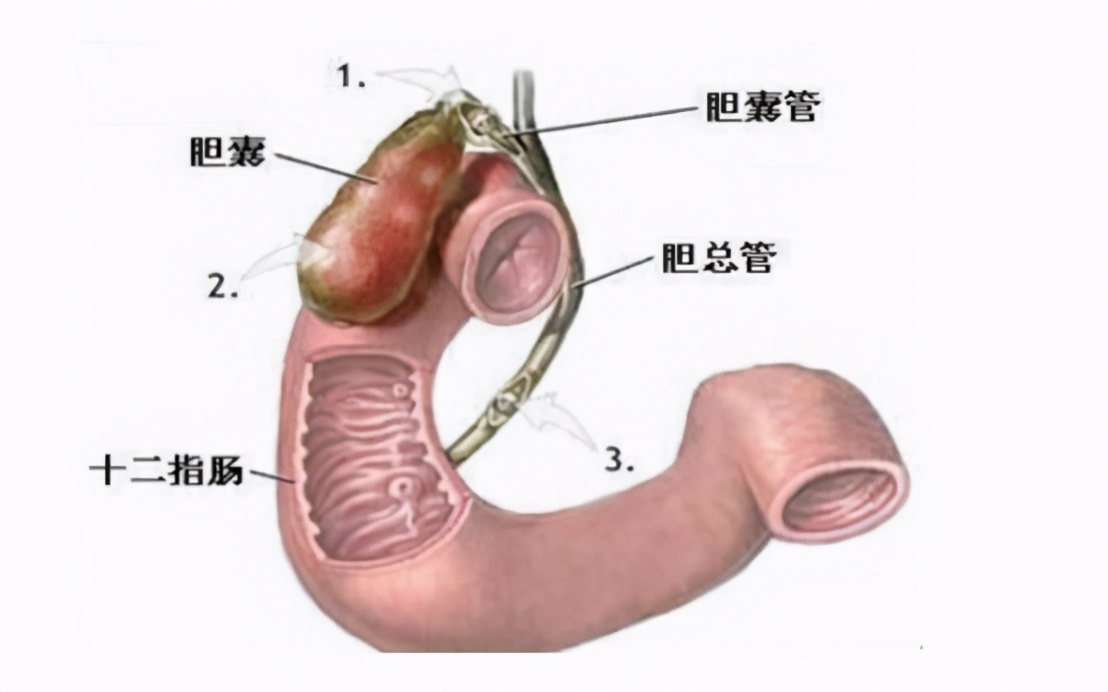 吃进肚子里的食物怎么排出来,宝宝瓜子壳吃进肚子里怎么消化