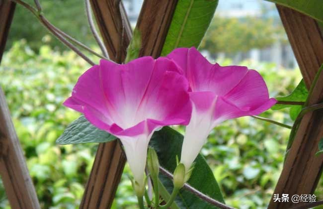 牵牛花种子怎么种植,牵牛花种子怎么种
