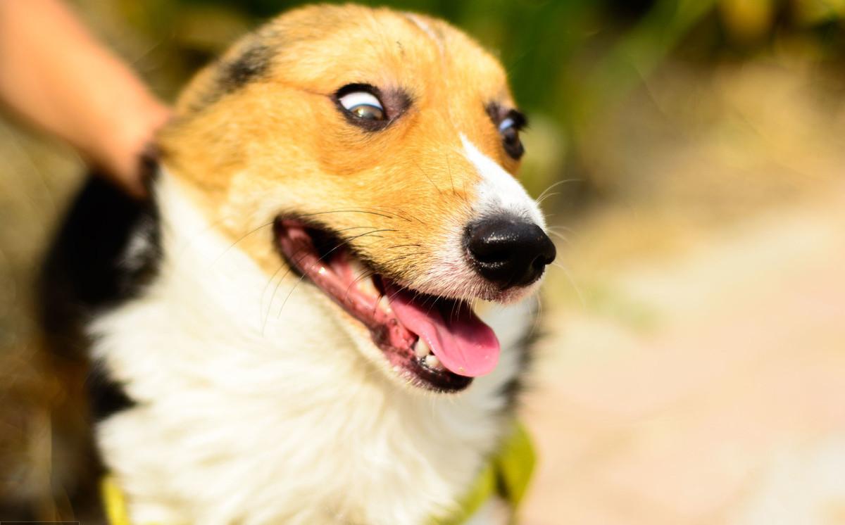 狗狗撞翻陶瓷,狗狗冲撞主人摔倒