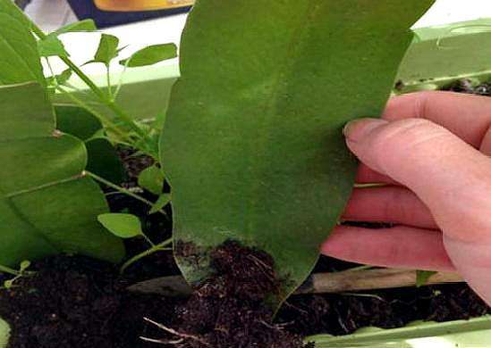 一棵仙人掌上长着三棵花,一棵多种开花仙人掌