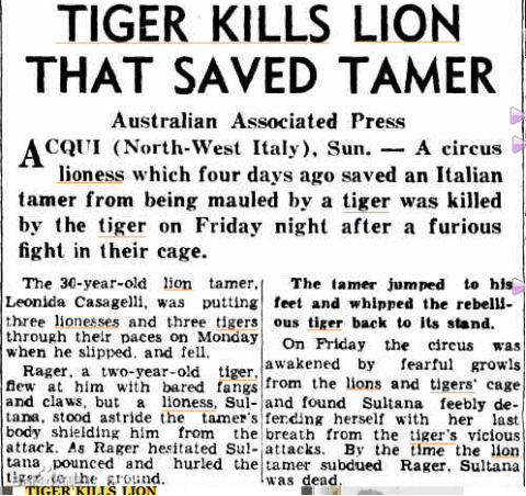 最大的狮子把老虎杀死,老虎杀死狮子