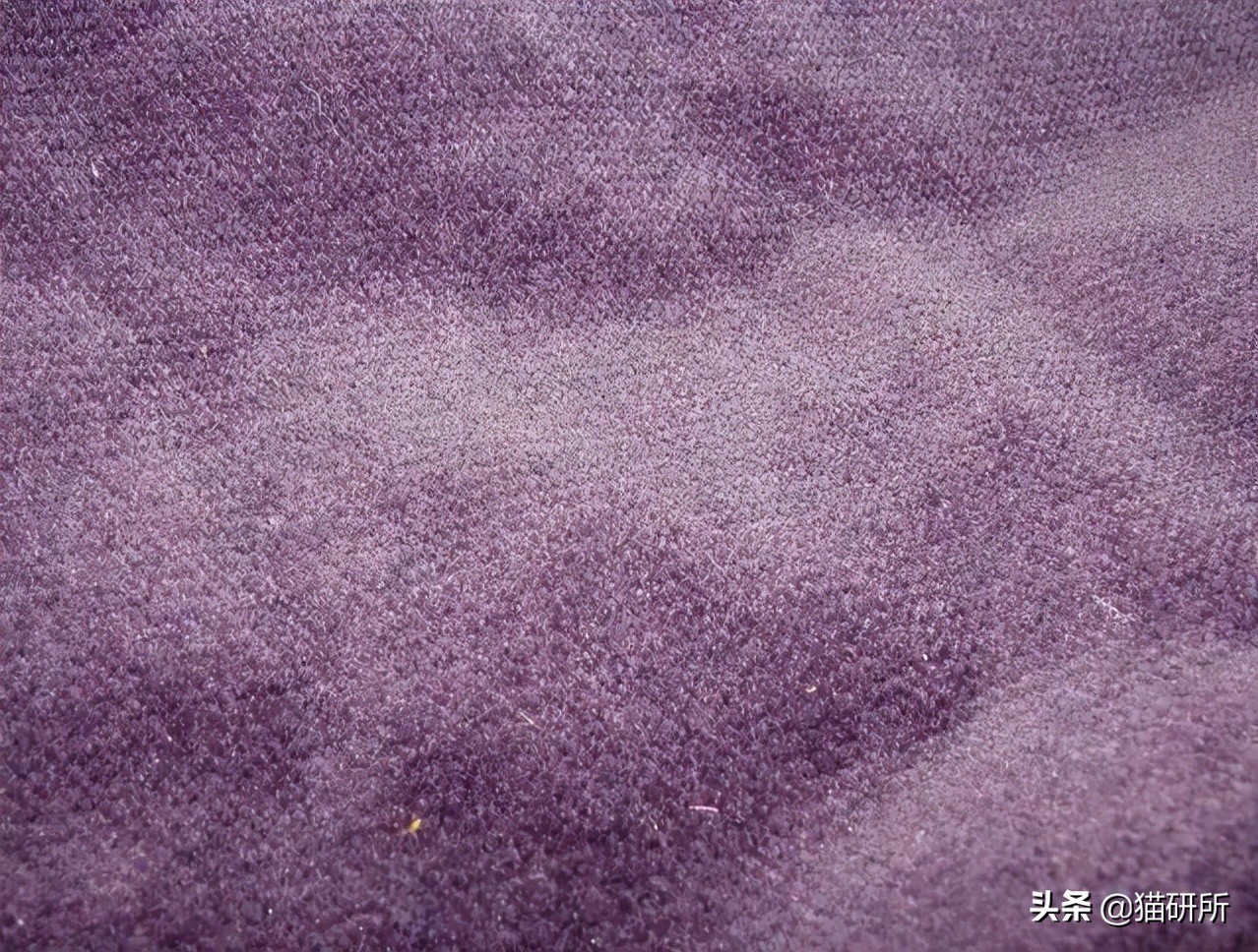 怎么惩罚猫咪挠沙发,猫咪不会挠坏的沙发