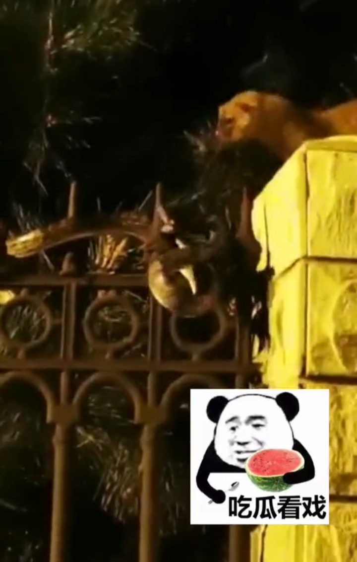 北京一小区黄鼠狼与青蛇,千年难遇青蛇大战黄鼠狼