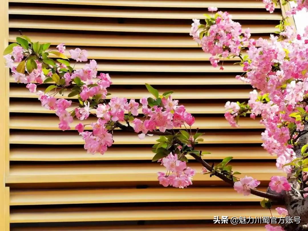 绵阳南山中学办学理念,家长评价绵阳南山中学真实水平