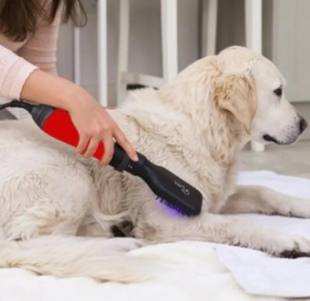 流浪狗1分钟片段,流浪狗认真看完很感动