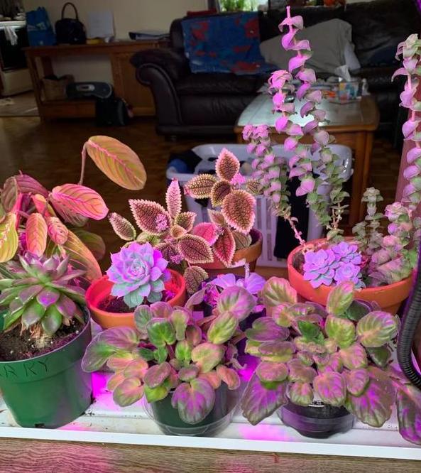 养花懒人绿植,懒人养花推荐花香四季开