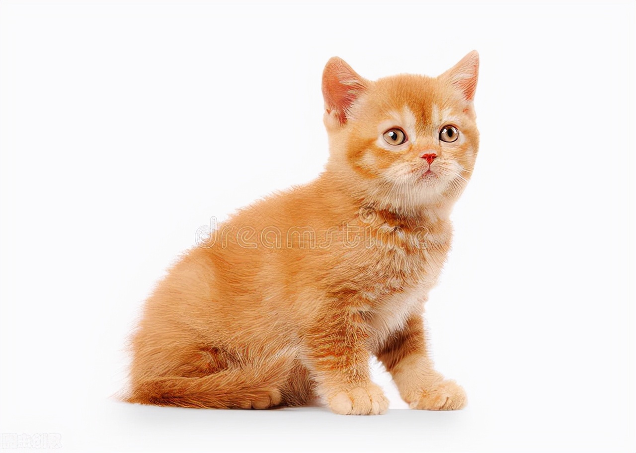 猫咪耳朵掉毛怎么办,猫咪耳朵到眼睛毛秃是怎么回事