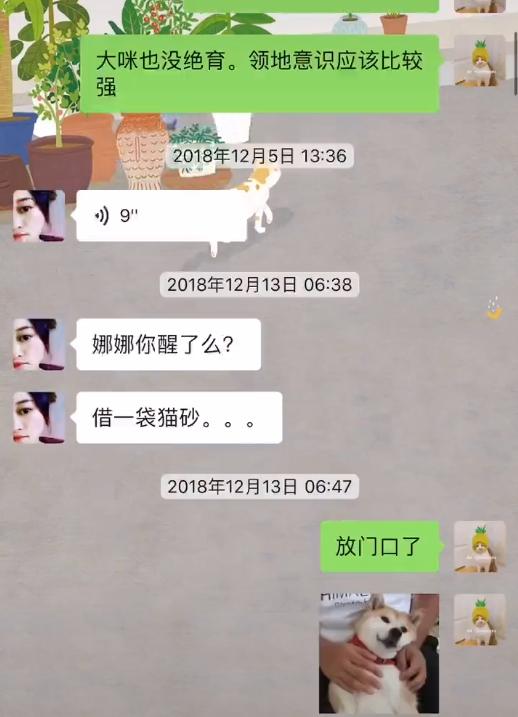 大橘猫一直受委屈被三只母猫欺负,邻居家猫老是来我家怎么办
