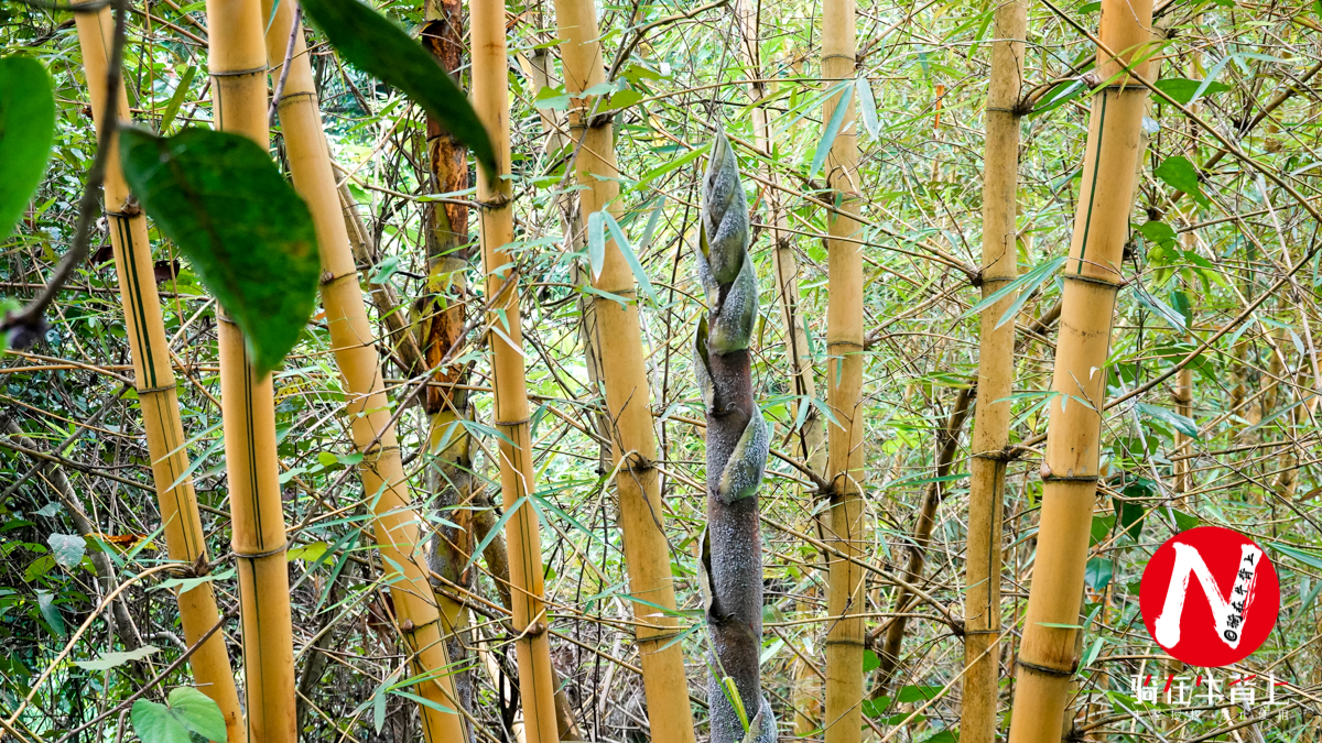 三亚呀诺达热带雨林文化区简介,三亚呀诺达热带雨林开业了吗
