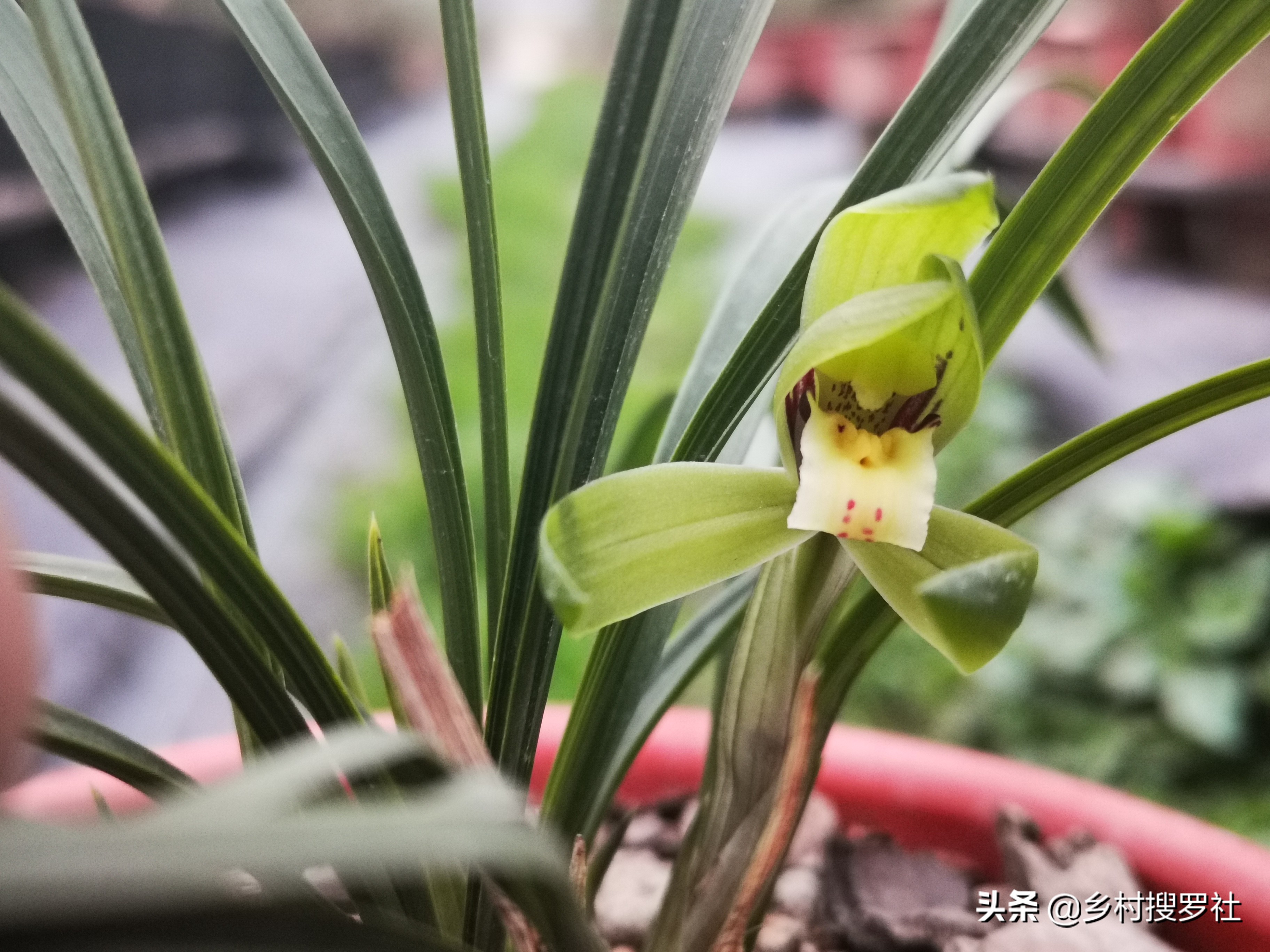 养好兰花注意这几点,养好兰花诀窍