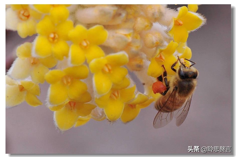 蜜蜂诗三百首,蜜蜂诗精选100首