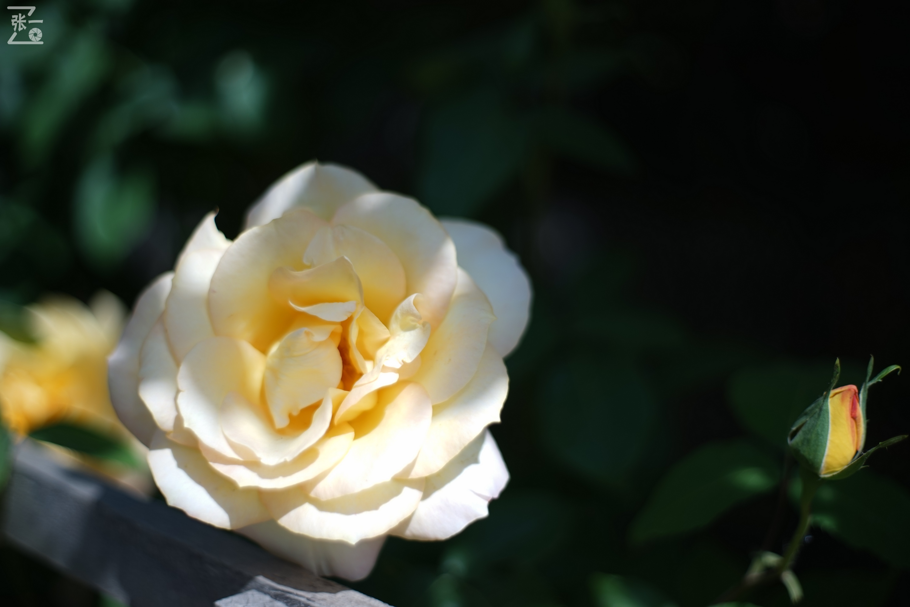 凤凰国产50mm镜头,凤凰索尼e口镜头