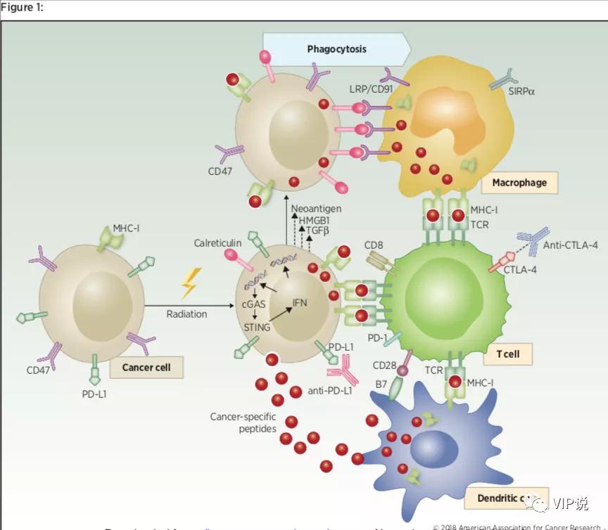免疫诱导作用,免疫诱导药物有哪些