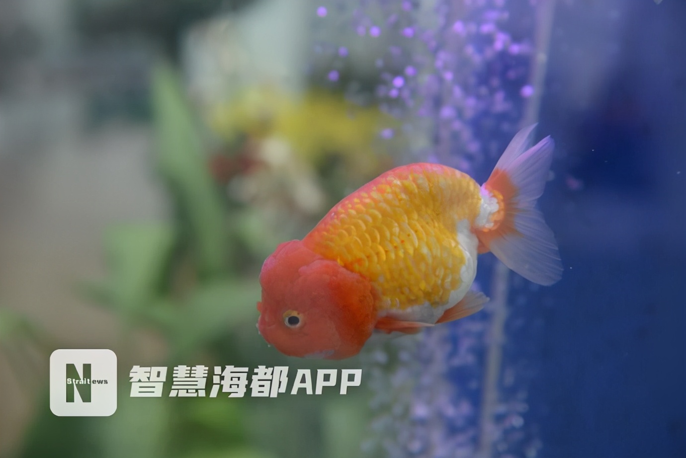 福建表现亮眼!新品种“兰花金边咖啡”获花博会特别大奖