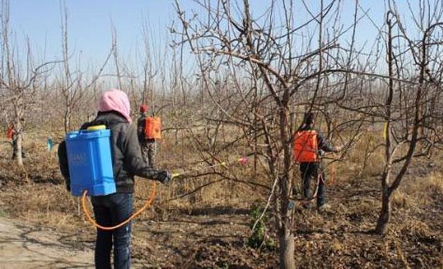 苹果小卷叶蛾怎么治疗,苹果小卷叶蛾的防治方法