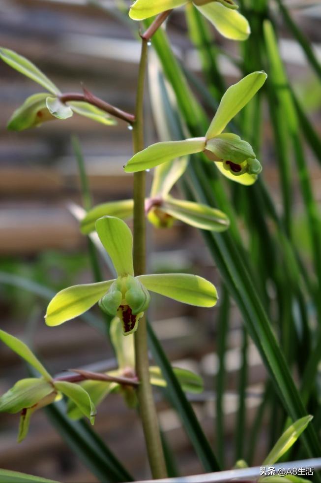 长寿梅蕙兰怎么种植,蕙兰老八种兰花哪一种最好