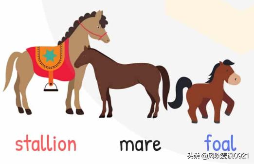 儿童跟读学英语动物单词,看图记单词学口语