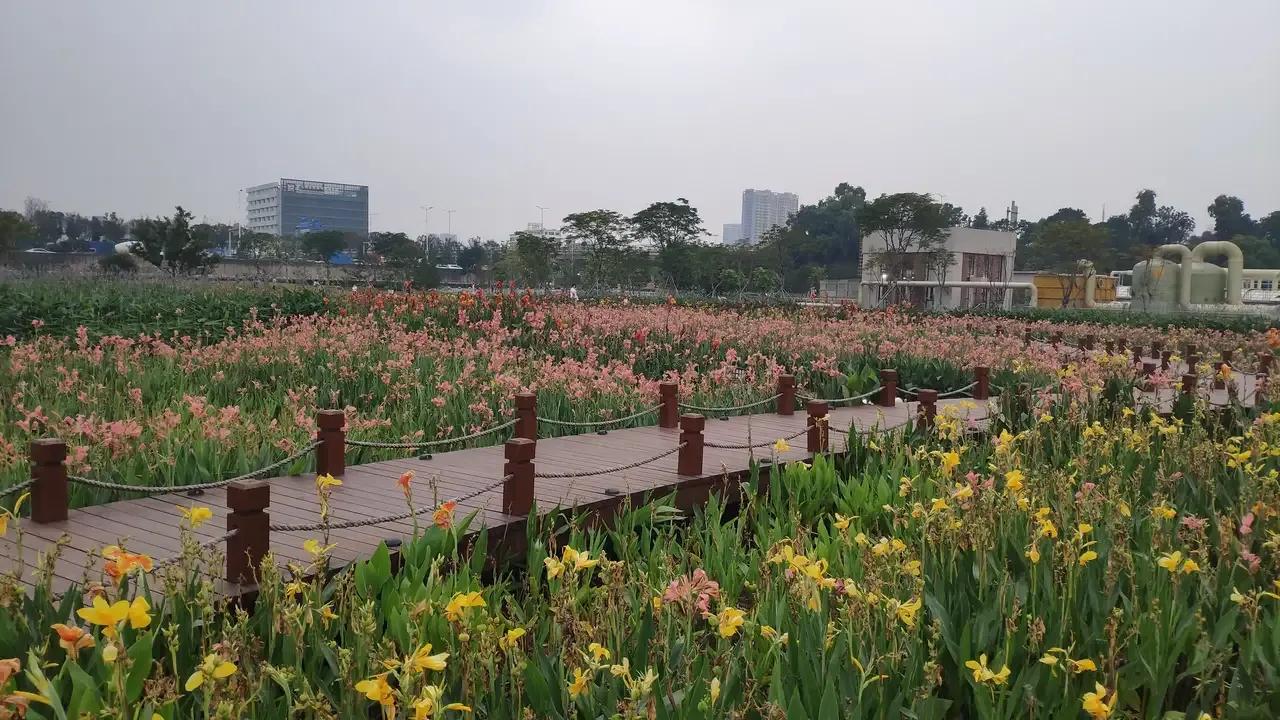 深圳花海公园地址在哪里,深圳中心河公园花海