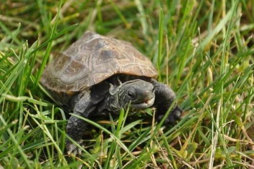 养小乌龟怎么注意温差乌龟不生病,乌龟怎样养才不容易生病