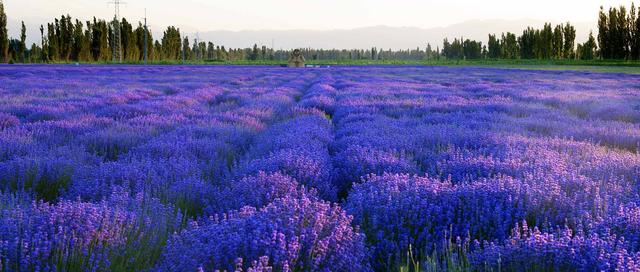 伊犁霍城薰衣草花海,伊犁霍城薰衣草真美