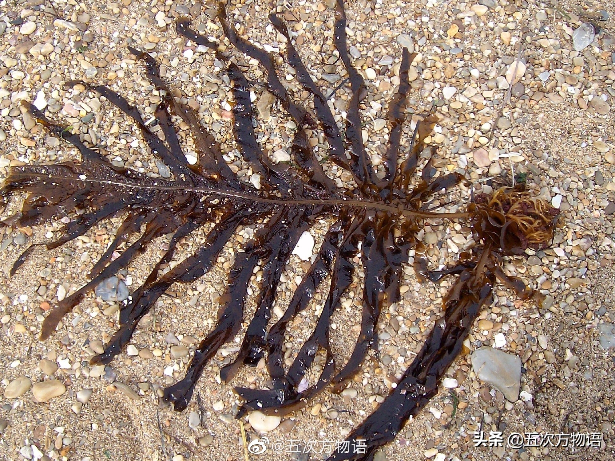海里的食用藻类图片,青岛海边常见的生物