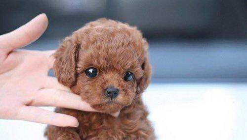 【养狗必备物品】养狗，这些东西可少不了！