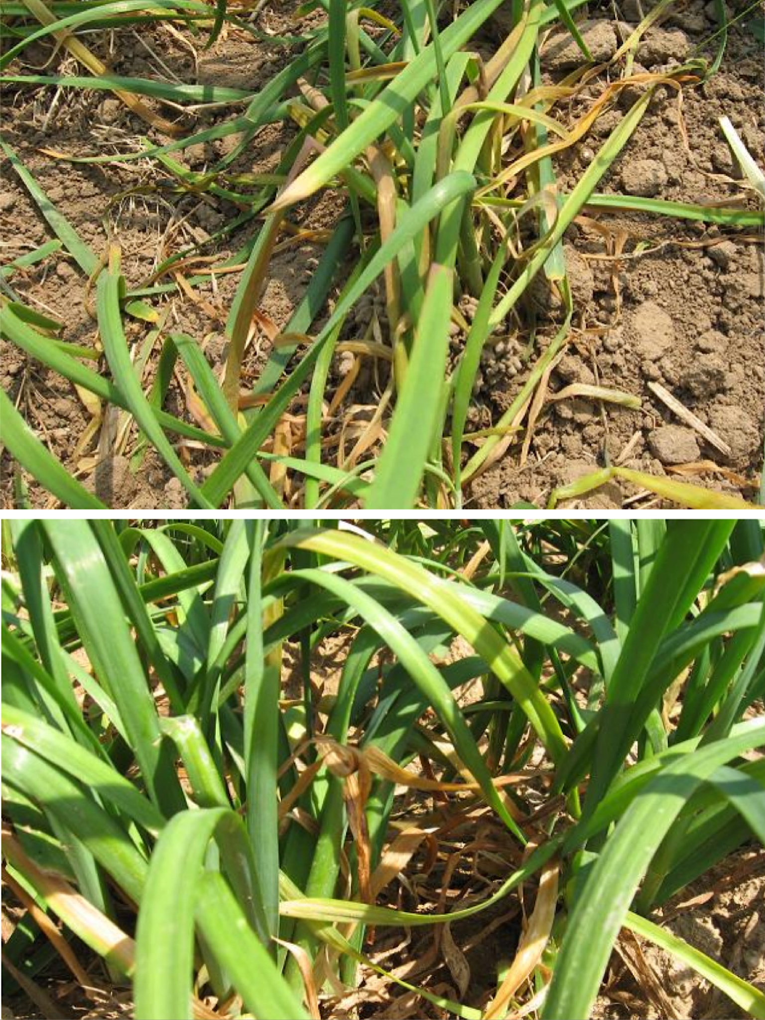 韭菜防治根蛆的最佳方法,韭菜根种植怎样防虫