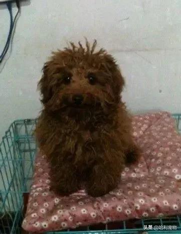 我家小泰迪有点八字腿,我家的小泰迪眼睛黑溜溜