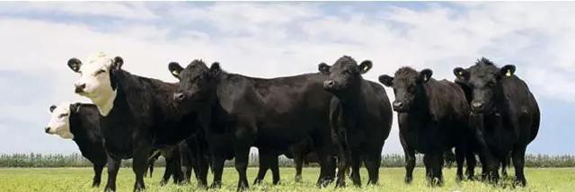 世界顶级牛肉是什么牛,世界最顶级的牛肉视频