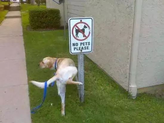 狗狗绝育vs不绝育差别还是很大的,狗狗应该绝育么