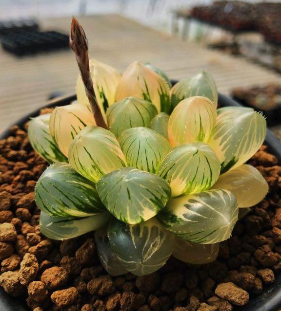 玉露服盆期间叶片变软,玉露光照少了会怎样