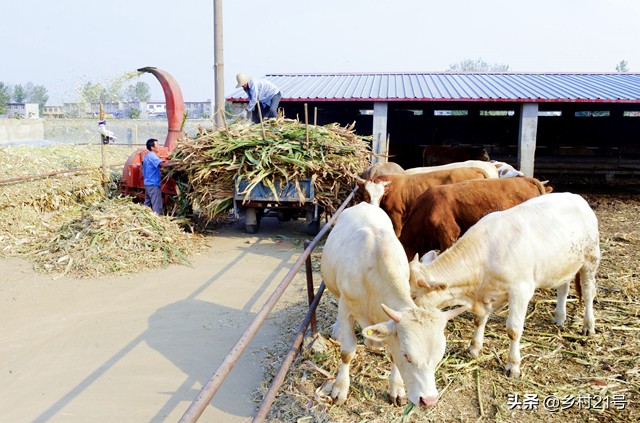 玉米地不让烧秸秆怎么办,玉米秸秆不让烧农民地怎么种