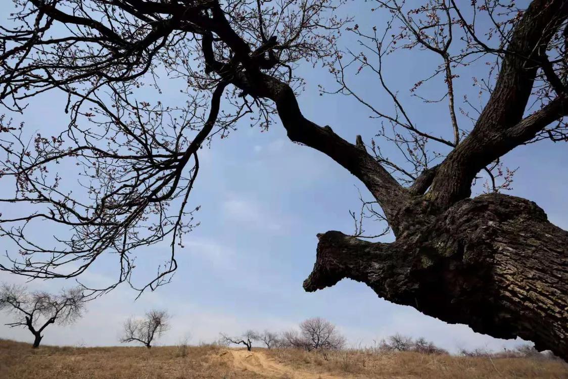 百年古杏林，似苍龙腾越，似雄鹰展翅，笔者带你走入这醉美的地方